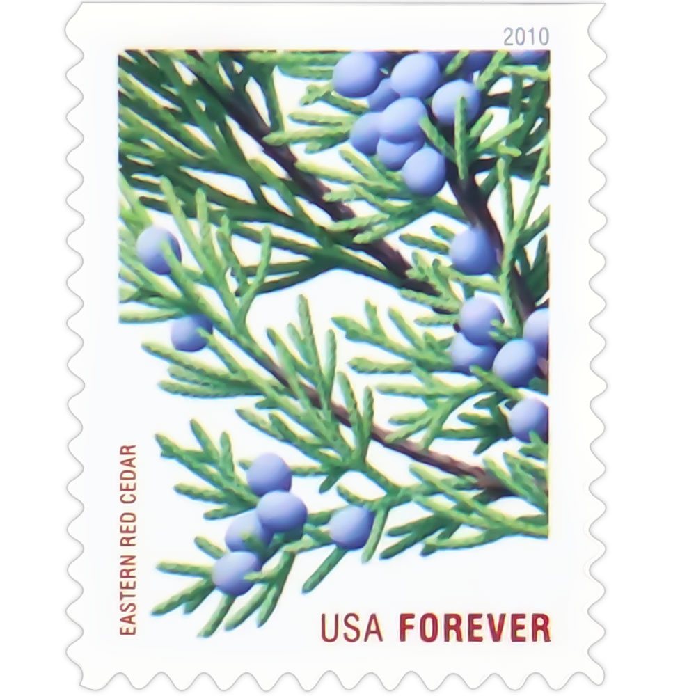 Holiday Evergreens