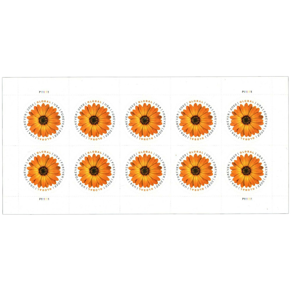 100PCS-Global African Daisy 2022