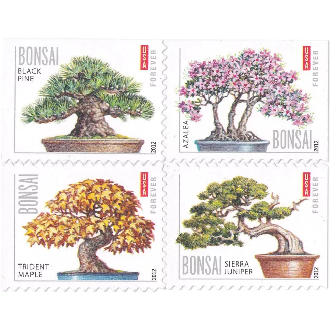 100PCS-Bonsai Tree