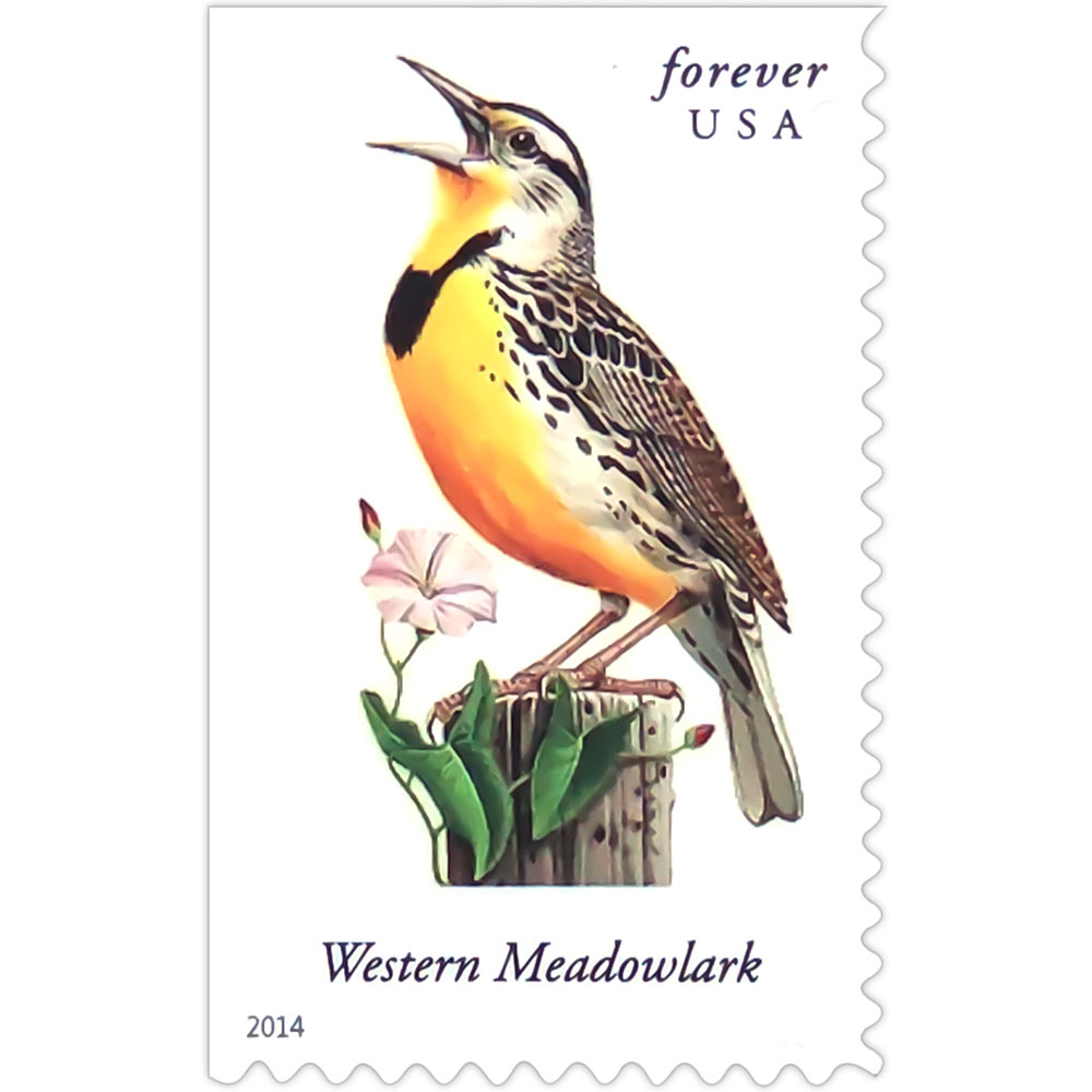 Songbirds