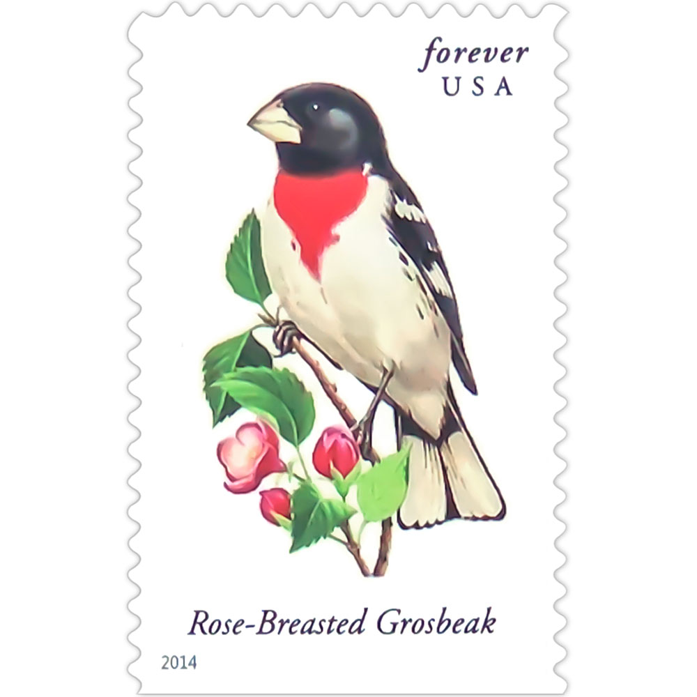 Songbirds