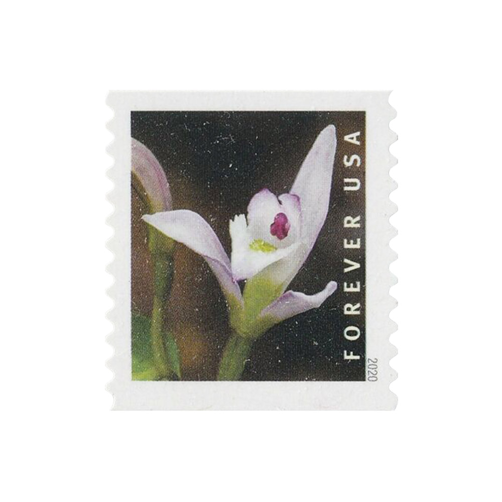 100PCS-Wild Orchid