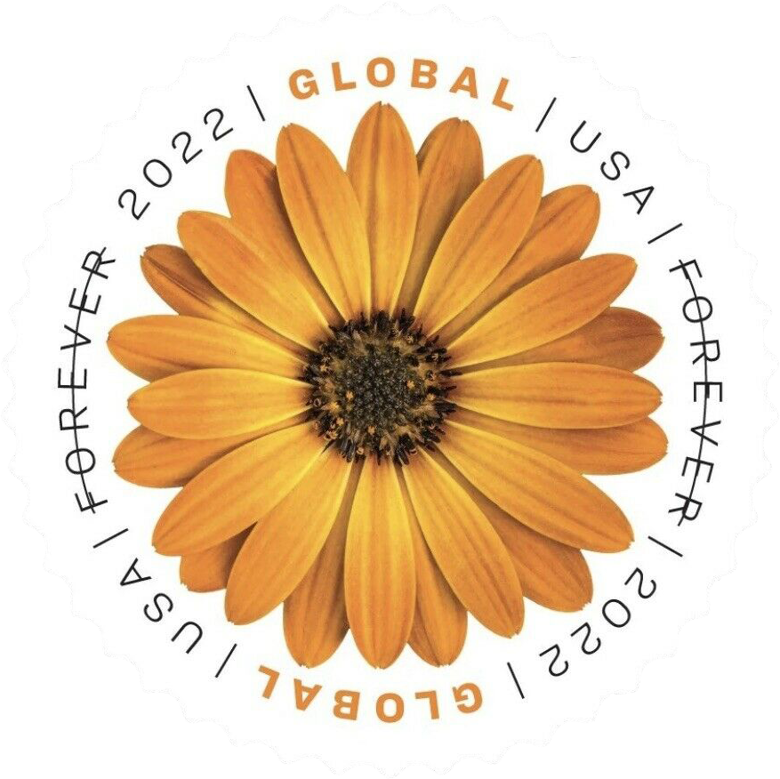 100PCS-Global African Daisy 2022