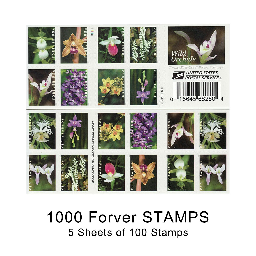 100PCS-Wild Orchid