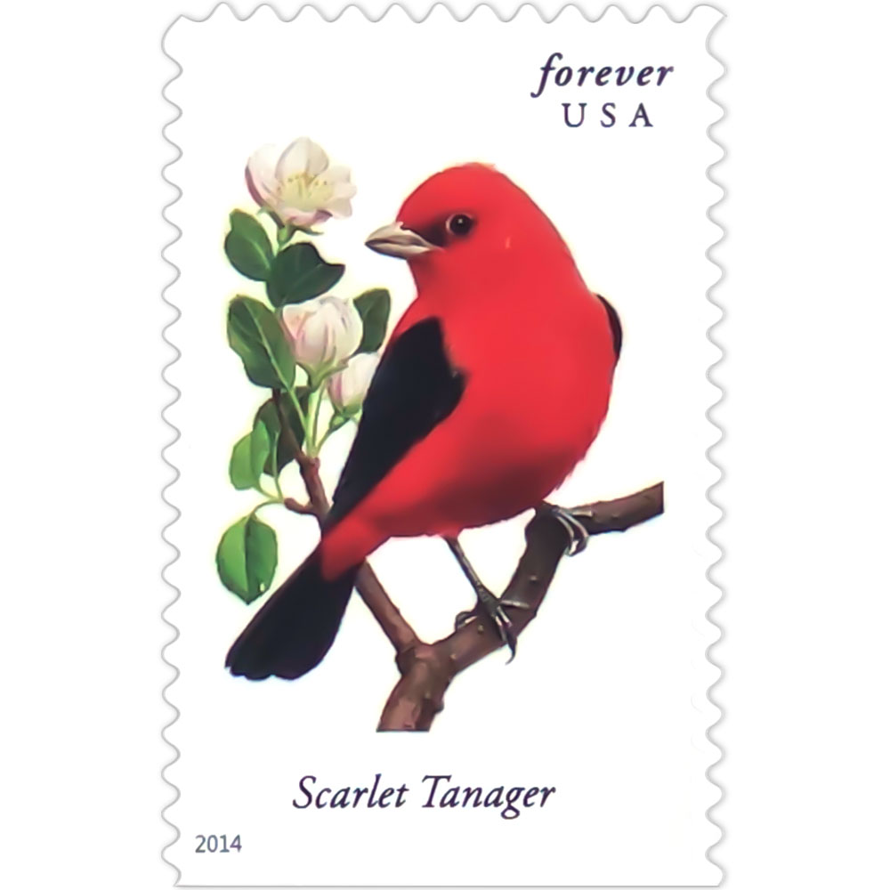 Songbirds