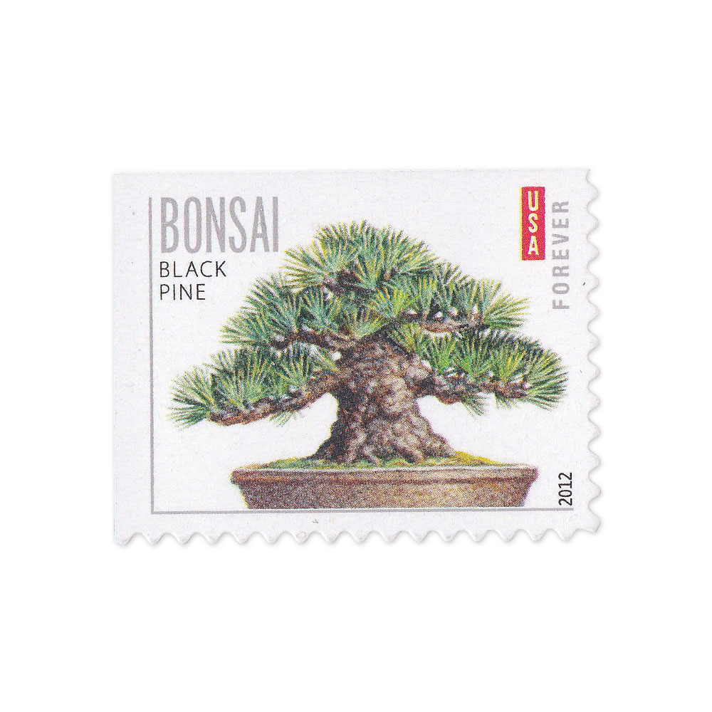 100PCS-Bonsai Tree