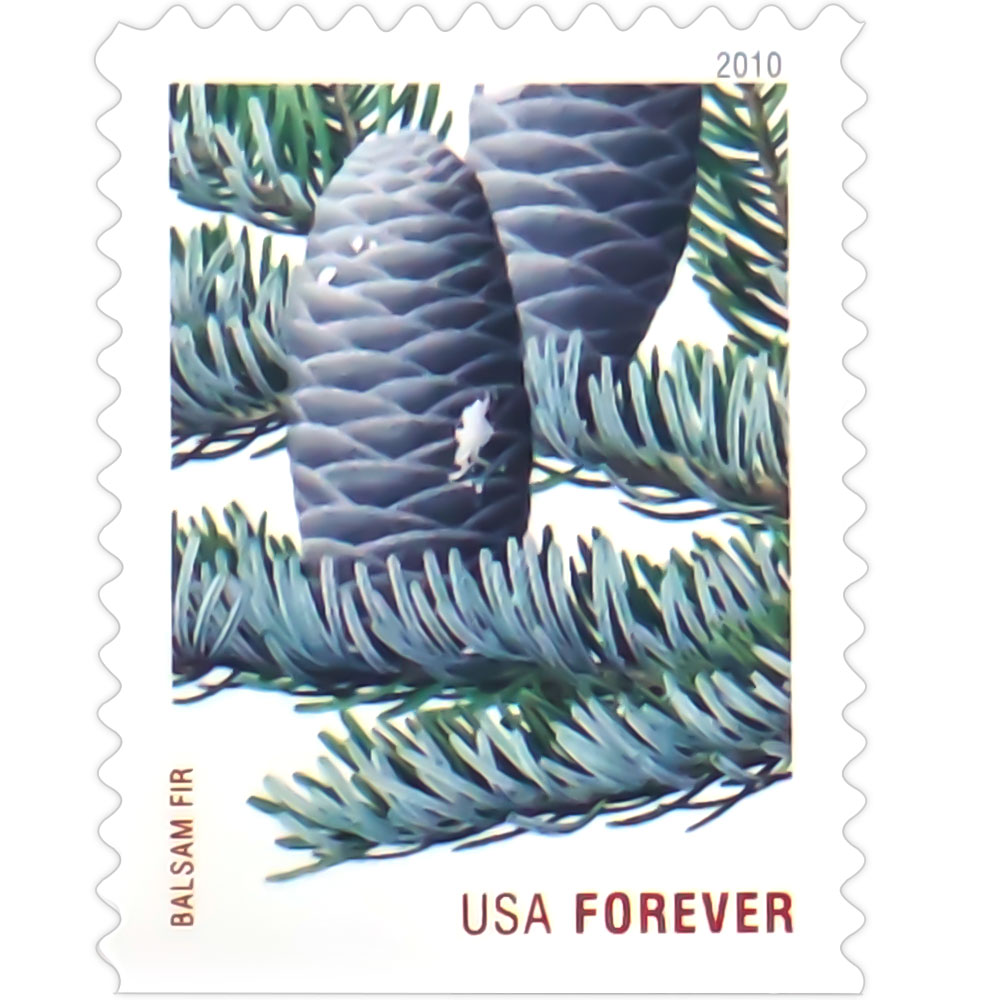 Holiday Evergreens