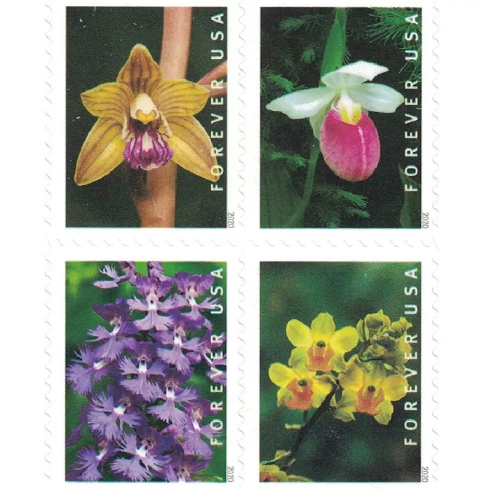100PCS-Wild Orchid