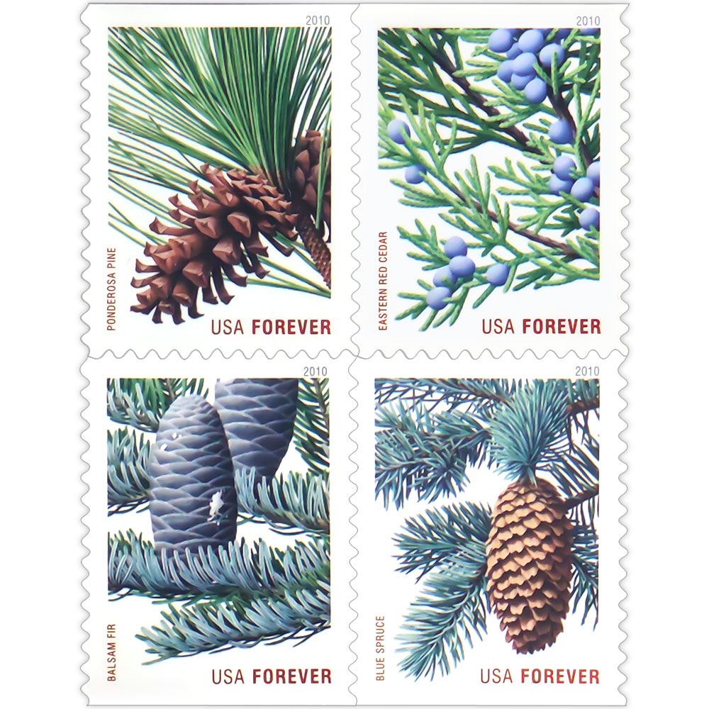 Holiday Evergreens
