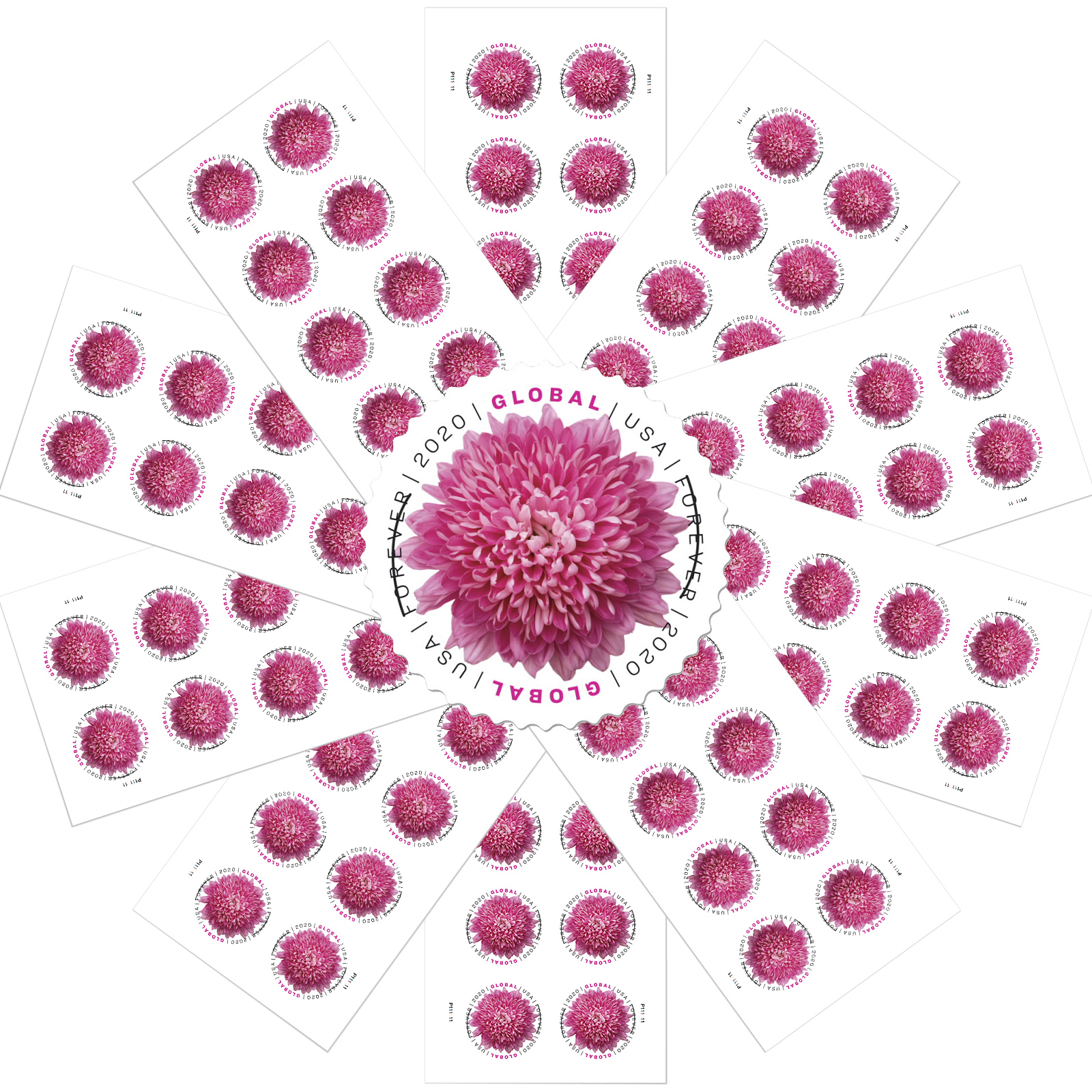 Chrysanthemum Global