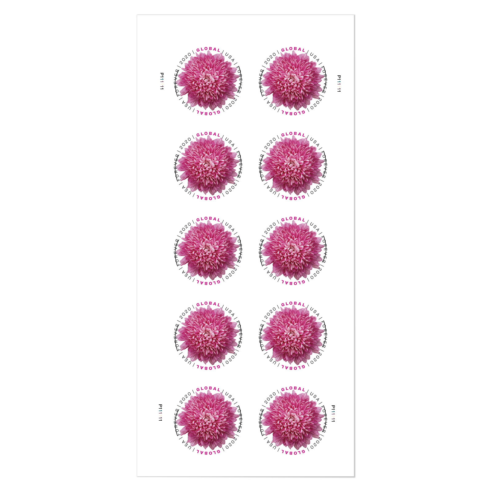 Chrysanthemum Global