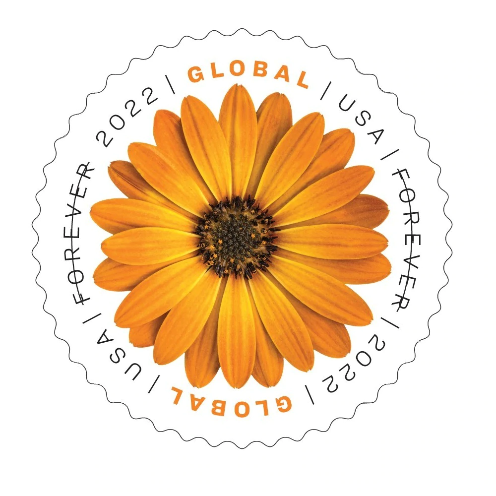 Global African Daisy 2022