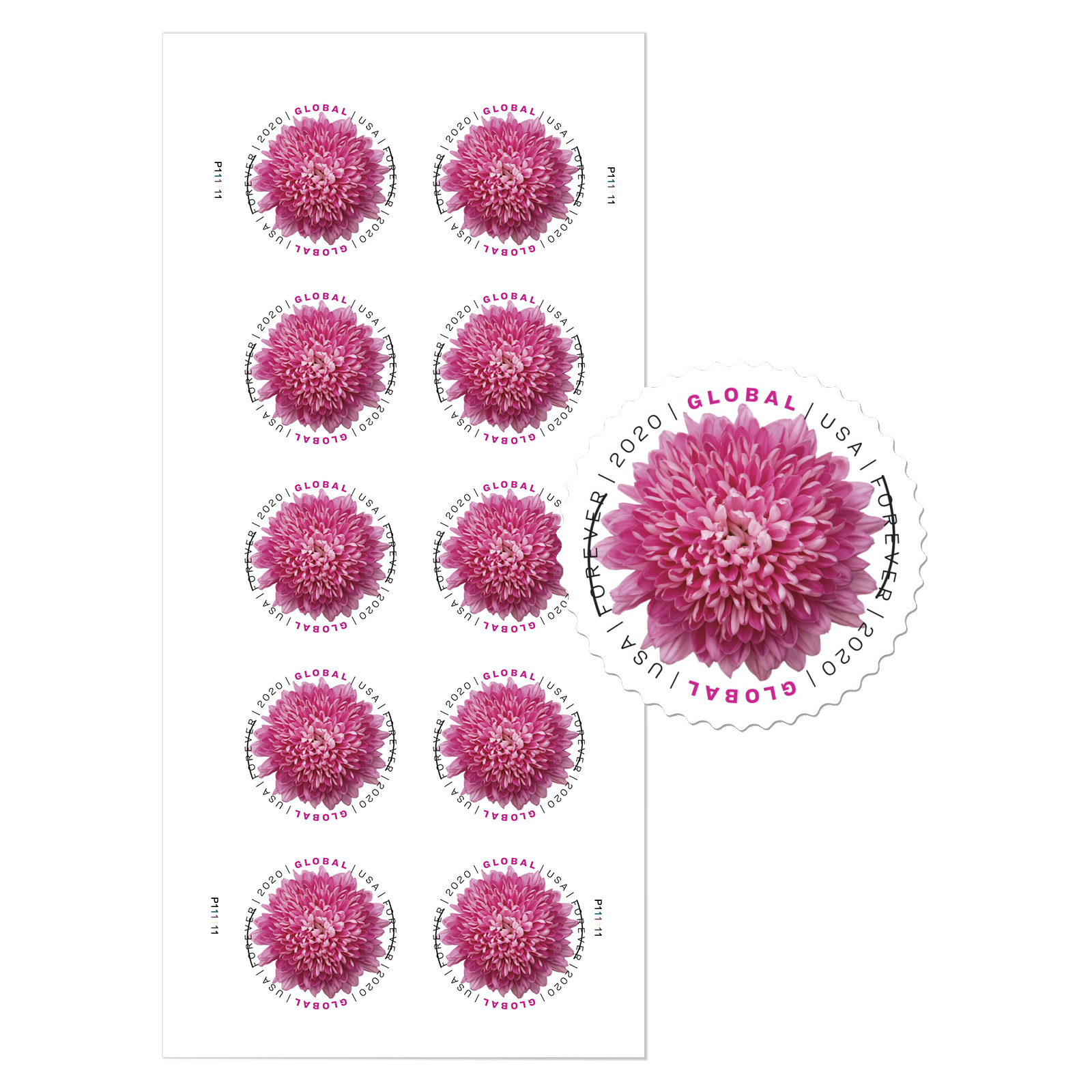Chrysanthemum Global