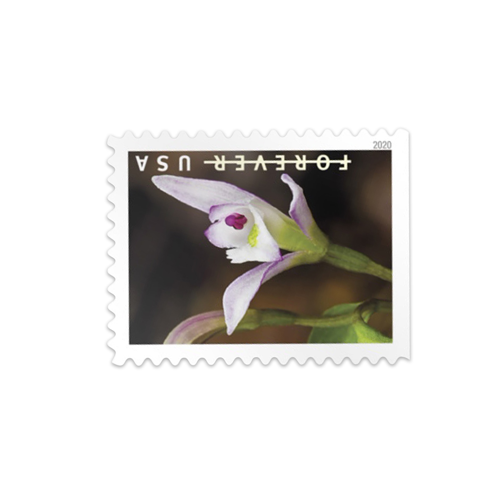 Wild Orchid