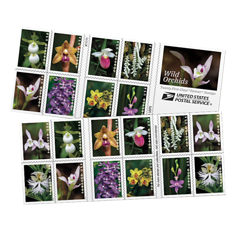Wild Orchid