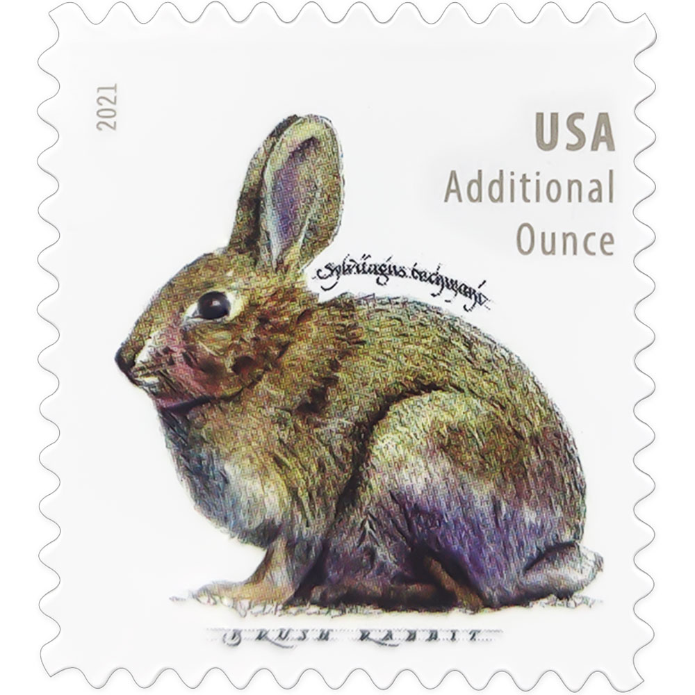 Brush Rabbit