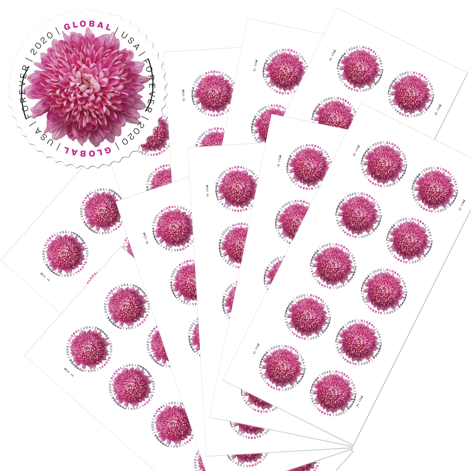 Chrysanthemum Global