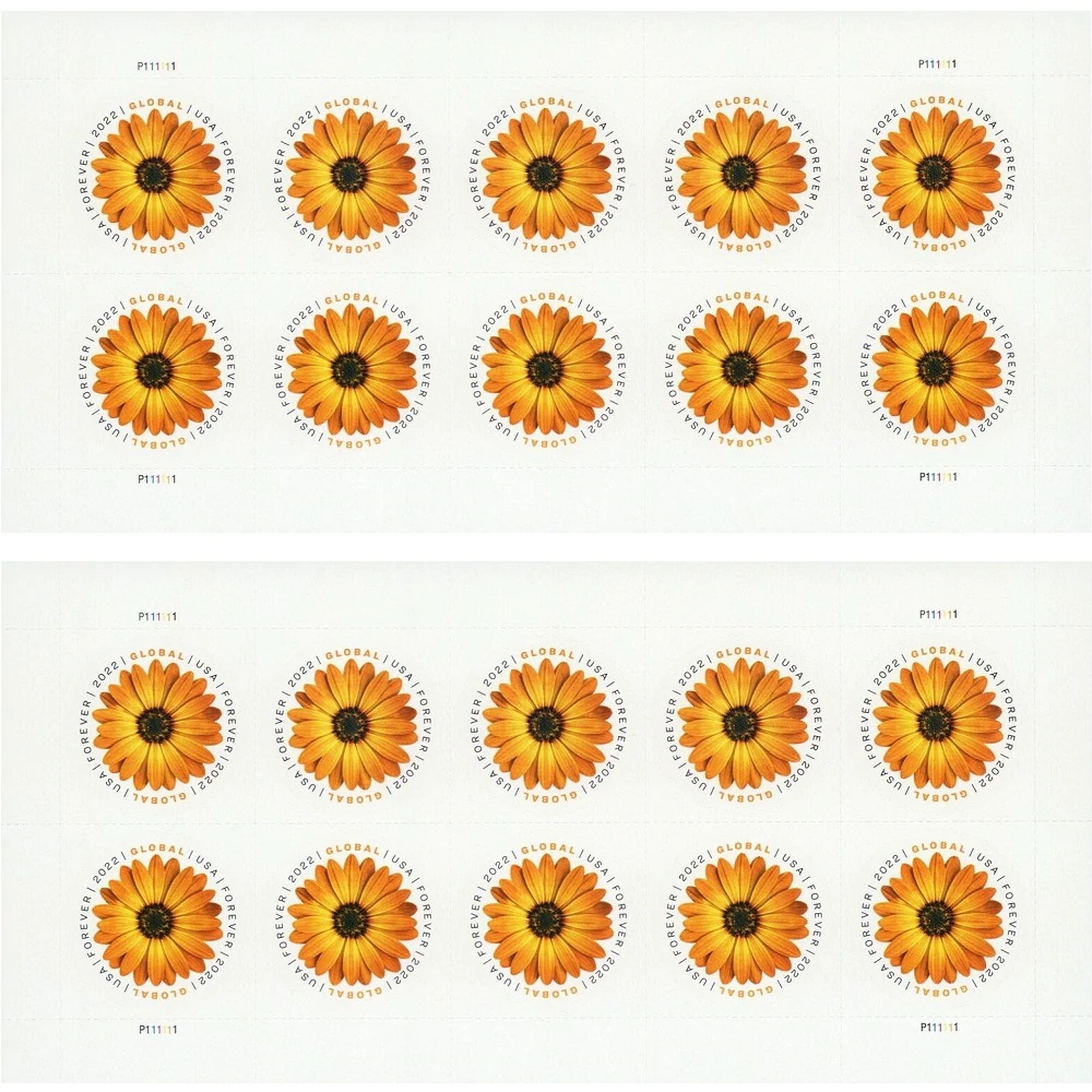 Global African Daisy 2022