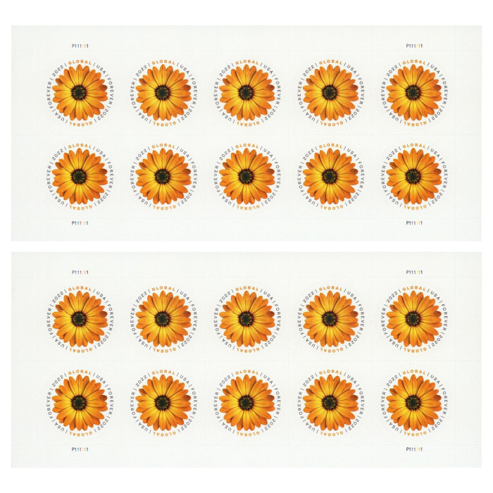 Global African Daisy 2022