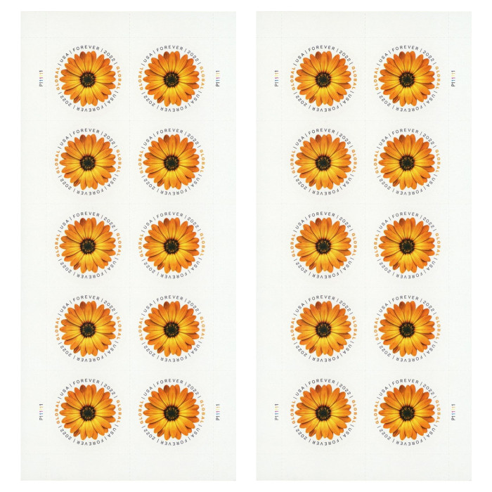 Global African Daisy 2022