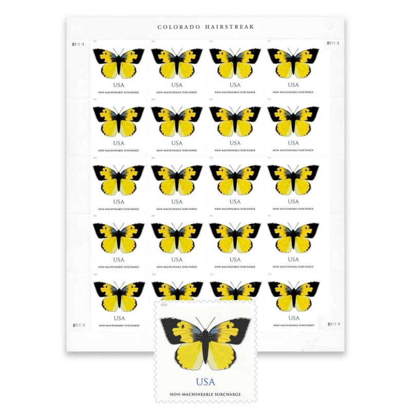 California Dogface Butterfly 2019