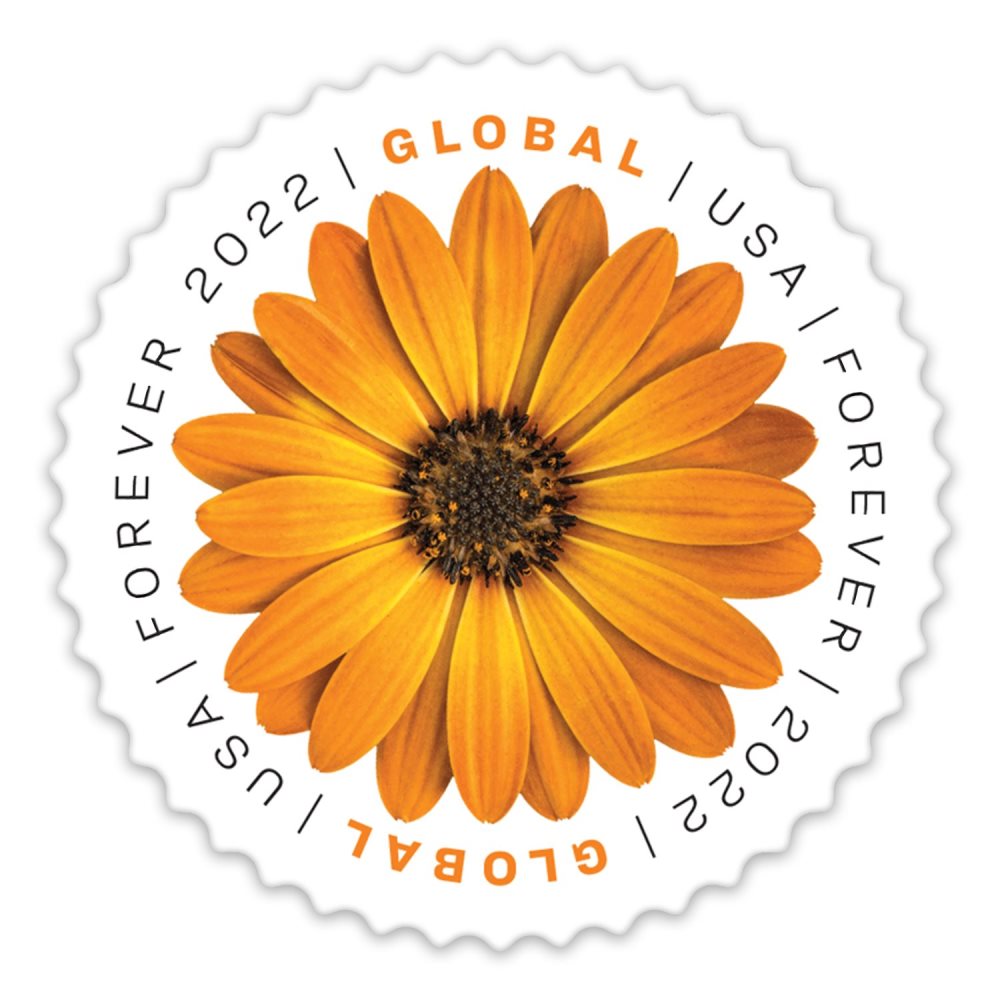 Global African Daisy 2022
