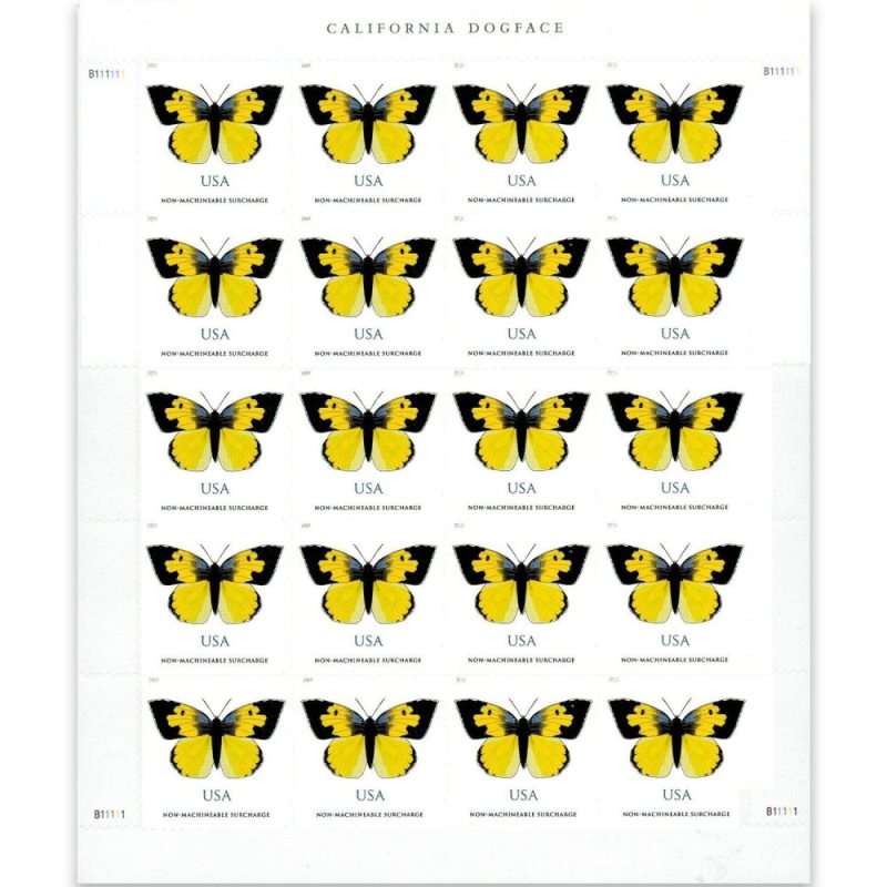 California Dogface Butterfly 2019